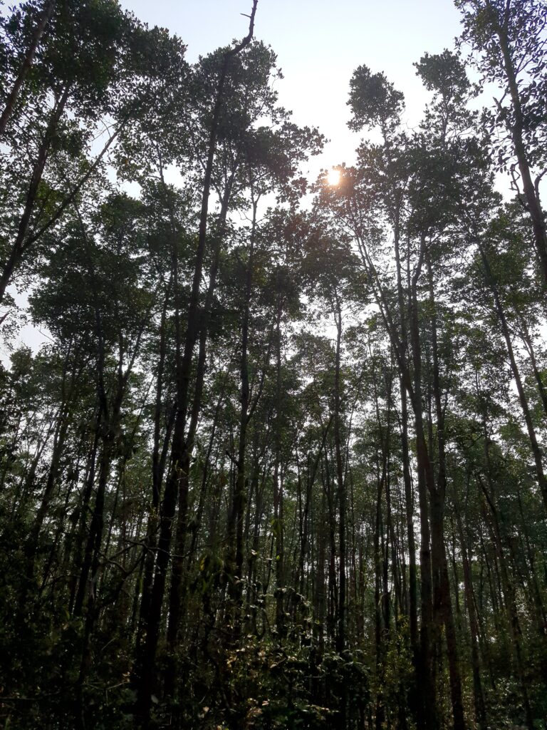 Forestry standard consultation in malaysia
